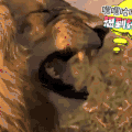 二哈 狗狗 汪星人 萌宠 可爱