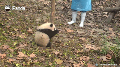 熊猫 国宝 大熊猫 萌宠 萌物