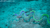 海蛇 柔软 海底 海沙 自然 海洋 ocean nature