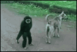 猴子 拖钓 狗 混蛋 尾 长臂猿 嘲弄 拉