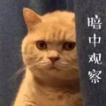 暗中观察 猫咪 大眼睛 可爱