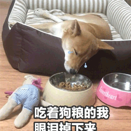 狗粮 柴犬 眼泪 七夕