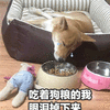 狗粮 柴犬 眼泪 七夕 搞怪 可爱