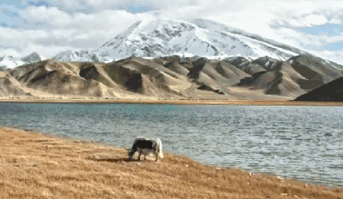 慕士塔格峰 新疆 湖 牛羊 纪录片 航拍中国 蓝天 雪山