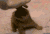 冷笑话 真是 搞笑 图片 萌 到家 gif