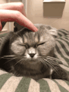 猫咪 抚摸 享受 舒服 可爱