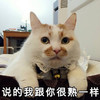 萌宠 猫星人 我跟你很熟一样 拒绝 搞怪