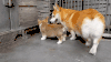 柯基 小狗 玩耍 有爱 蠢萌 corgi
