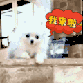 动物 搞笑 呆萌 可爱