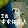 萌宠 汪星人 王者求求你加我 抱大腿 搞怪 逗