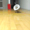 猫咪 搞笑 可爱 花纹