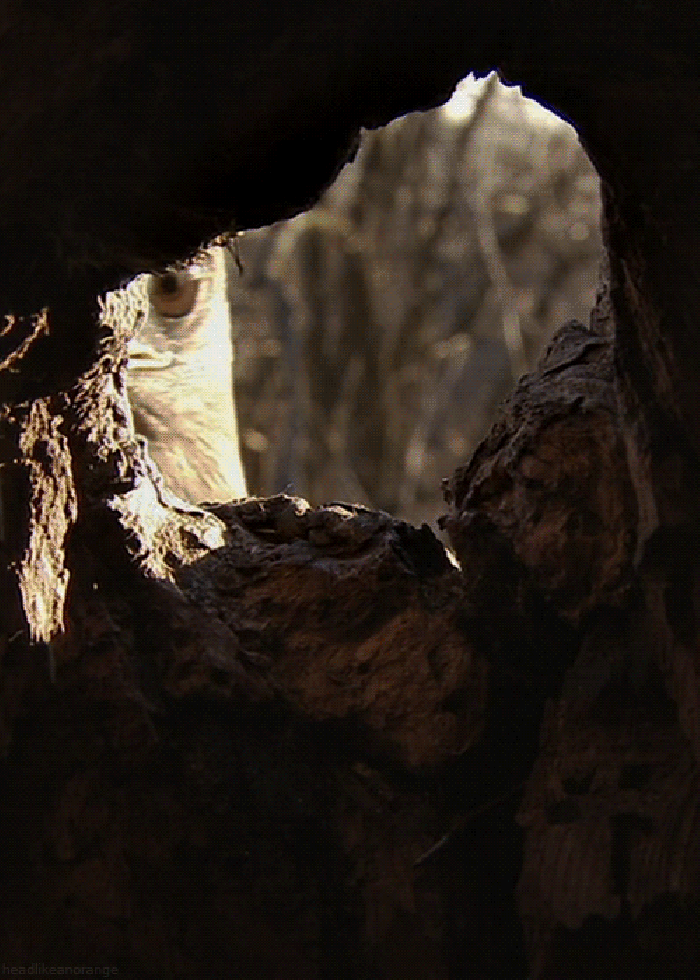 鹰 洞穴 注视 寻找