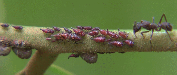 捕食 昆虫 模仿大师：哥斯达黎加昆虫 纪录片 蚂蚁 食肉昆虫