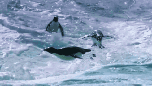 企鹅 海洋 自由 飞翔