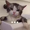 萌宠 猫咪 猫 无语 冷漠 拒绝