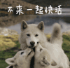 不来一起快活 狗 萌宠