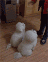 有趣 搞笑 动态 可爱的双胞胎