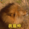 萌宠 狮子 我最帅 撩 搞怪 逗