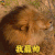 萌宠 狮子 我最帅 撩 soogif soogif出品