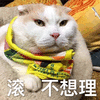 滚 猫 不想理你 搞怪 逗