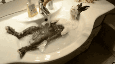 小兔兔 搞笑 可爱 洗澡