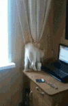 猫咪 可爱 萌宠 毛茸茸