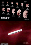 胚胎 发育 变大 成型
