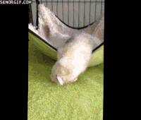 老鼠 装死 喂食 可爱