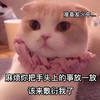 萌宠 喵星人 准备发火中 手头上的事放一放 搞怪 逗