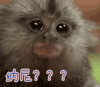 纳尼  猴子  蒙圈