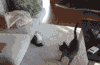 可爱  毛茸茸  搞怪  猫猫  拥抱