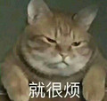 萌宠 就很烦 猫咪 眯眼 生气