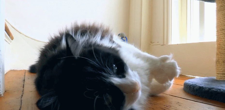对猫的发现 打招呼 猫咪 纪录片