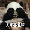 萌宠 熊猫 人家害羞嘛 可怜 呆萌 可爱