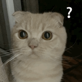 萌寵 貓星人 ？ 好奇 呆萌 可愛