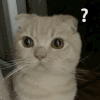 萌宠 猫星人 ？ 好奇 呆萌 可爱