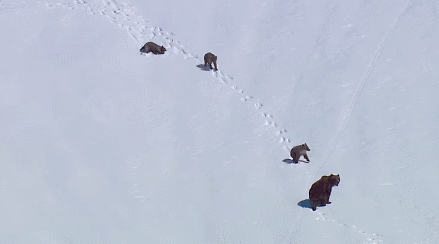 下山 可爱 地球脉动 棕熊 纪录片