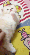 猫咪 挠痒痒 玩 翻滚