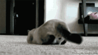 小猫 爬行 蠕动 扭动