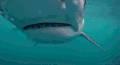 鲨鱼 大嘴 海底 恐怖