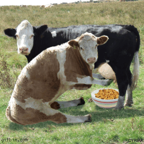 奶牛 cow 挤奶牛 动画