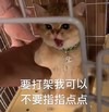 萌宠 喵星人 要打架我可以不要指指点点 打你 呆萌 凶巴巴