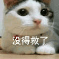 猫 没救了