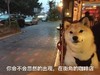 小狗狗 凝视 深情 夜晚 汪星人 会不会 突然出现  在街角 咖啡店