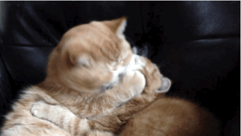 猫咪 玩耍 拥抱  爪子