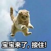 萌宠 猫星人 宝宝来了 接住 呆萌 可爱