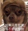 萌宠 汪星人 如果只是寂寞 请不要说爱我 呆萌 可爱