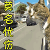 soogif soogif出品 猫 莫名忧伤