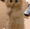 萌宠 猫星人 求求你 拜托 呆萌 可爱
