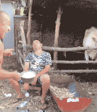 睡觉 恶搞 牛 搞笑 吃东西